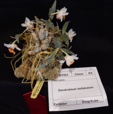 Dendrobium bellatulum exhibited by Doug Kubo