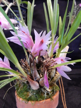Dendrobium violaceum - exhibitor: Doug Kubo
