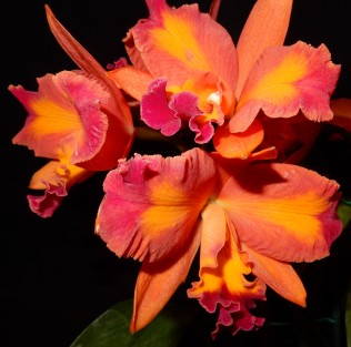 Cattlianthe Aussie Sunset exhibited by Nancy and Ted McClellan