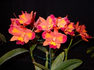 Cattlianthe Aussie Sunset exhibited by Nancy and Ted McClellan