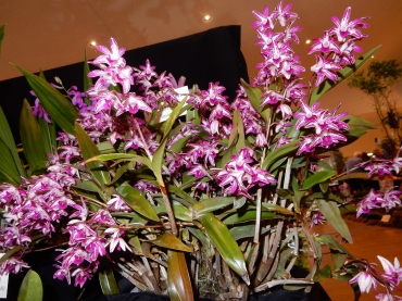 Dendrobium Victorian Blush 'Sevine'